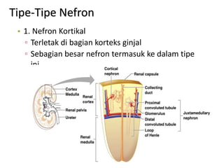 Tipe-Tipe Nefron
• 1. Nefron Kortikal
▫ Terletak di bagian korteks ginjal
▫ Sebagian besar nefron termasuk ke dalam tipe
ini.
 