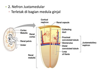 • 2. Nefron Juxtamedular
▫ Terletak di bagian medula ginjal
 