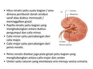 • Hilus renalis yaitu suatu bagian / area
dimana pembuluh darah serabut
saraf atau duktus memasuki /
meninggalkan ginjal.
• Papilla renalis yaitu bagian yang
menghubungkan antara duktus
pengumpul dan calix minor.
• Calix minor yaitu percabangan dari
calix major.
• Calix major yaitu percabangan dari
pelvis renalis.
• Pelvis renalis disebut juga piala ginjal yaitu bagian yang
menghubungkan antara calix major dan ureter.
• Ureter yaitu saluran yang membawa urin menuju vesica urinaria.
 