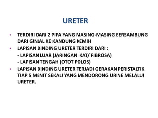 URETER
• TERDIRI DARI 2 PIPA YANG MASING-MASING BERSAMBUNG
DARI GINJAL KE KANDUNG KEMIH
• LAPISAN DINDING URETER TERDIRI DARI :
- LAPISAN LUAR (JARINGAN IKAT/ FIBROSA)
- LAPISAN TENGAH (OTOT POLOS)
• LAPISAN DINDING URETER TERJADI GERAKAN PERISTALTIK
TIAP 5 MENIT SEKALI YANG MENDORONG URINE MELALUI
URETER.
 