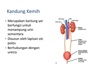 Kandung Kemih
• Merupakan kantung yang
berfungsi untuk
menampung urin
sementara
• Disusun oleh lapisan otot
polos
• Berhubungan dengan
uretra
 
