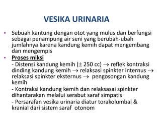 VESIKA URINARIA
• Sebuah kantung dengan otot yang mulus dan berfungsi
sebagai penampung air seni yang berubah-ubah
jumlahnya karena kandung kemih dapat mengembang
dan mengempis
• Proses miksi
- Distensi kandung kemih ( 250 cc)  reflek kontraksi
dinding kandung kemih  relaksasi spinkter internus 
relaksasi spinkter eksternus  pengosongan kandung
kemih
- Kontraksi kandung kemih dan relaksasai spinkter
dihantarakan melalui serabut saraf simpatis
- Persarafan vesika urinaria diatur torakolumbal &
kranial dari sistem saraf otonom
 