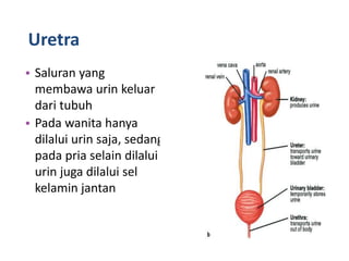Uretra
• Saluran yang
membawa urin keluar
dari tubuh
• Pada wanita hanya
dilalui urin saja, sedang
pada pria selain dilalui
urin juga dilalui sel
kelamin jantan
 