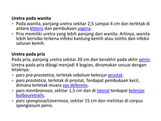 Uretra pada wanita
• Pada wanita, panjang uretra sekitar 2,5 sampai 4 cm dan terletak di
antara klitoris dan pembukaan vagina.
• Pria memiliki uretra yang lebih panjang dari wanita. Artinya, wanita
lebih berisiko terkena infeksi kantung kemih atau sistitis dan infeksi
saluran kemih.
Uretra pada pria
Pada pria, panjang uretra sekitar 20 cm dan berakhir pada akhir penis.
Uretra pada pria dibagi menjadi 4 bagian, dinamakan sesuai dengan
letaknya:
• pars pra-prostatica, terletak sebelum kelenjar prostat.
• pars prostatica, terletak di prostat, Terdapat pembukaan kecil,
dimana terletak muara vas deferens.
• pars membranosa, sekitar 1,5 cm dan di lateral terdapat kelenjar
bulbouretralis.
• pars spongiosa/cavernosa, sekitar 15 cm dan melintas di corpus
spongiosum penis.
 