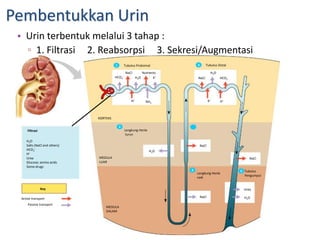 Pembentukkan Urin
• Urin terbentuk melalui 3 tahap :
▫ 1. Filtrasi 2. Reabsorpsi 3. Sekresi/Augmentasi
Tubulus Proksimal
Filtrasi
H2O
Salts (NaCl and others)
HCO3
–
H+
Urea
Glucose; amino acids
Some drugs
Key
Active transport
Passive transport
KORTEKS
MEDULA
LUAR
MEDULA
DALAM
Lengkung Henle
turun
Lengkung Henle
naik
Tubulus
Pengumpul
NaCl
NaCl
NaCl
Tubulus Distal
NaCl Nutrients
Urea
H2O
NaCl
H2O
H2O
HCO3

K+
H+
NH3
HCO3

K+
H+
H2O
1 4
2
3 5
 