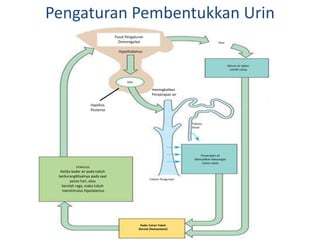 Pengaturan Pembentukkan Urin
Pusat Pengaturan
Osmoregulasi
Minum air dalam
Jumlah cukup
Penyerapan air
Memulihkan kekurangan
Cairan tubuh
STIMULUS:
Ketika kadar air pada tubuh
berkurangMisalnya pada saat
panas hari, atau
berolah raga, maka tubuh
menstimulus hipotalamus
Kadar Cairan Tubuh
Normal (Homeostasis)
Hypothalamus
ADH
Hipofisis
Posterior
meningkatkan
Penyerapan air
Haus
Tubulus Pengumpul
Tubulus
Ginjal
 