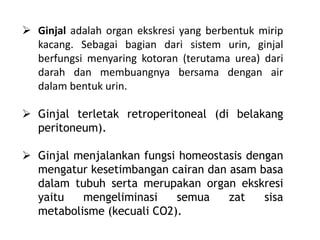  Ginjal adalah organ ekskresi yang berbentuk mirip
kacang. Sebagai bagian dari sistem urin, ginjal
berfungsi menyaring kotoran (terutama urea) dari
darah dan membuangnya bersama dengan air
dalam bentuk urin.
 Ginjal terletak retroperitoneal (di belakang
peritoneum).
 Ginjal menjalankan fungsi homeostasis dengan
mengatur kesetimbangan cairan dan asam basa
dalam tubuh serta merupakan organ ekskresi
yaitu mengeliminasi semua zat sisa
metabolisme (kecuali CO2).
 