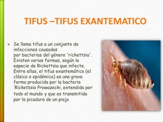 » Se llama tifus a un conjunto de
infecciones causadas
por bacterias del género 'rickettsia'.
Existen varias formas, según la
especie de Rickettsia que infecte.
Entre ellas, el tifus exantemático (el
clásico o epidémico) es una grave
forma producida por la bacteria
‘Rickettsia Prowazecki, extendida por
todo el mundo y que es transmitida
por la picadura de un piojo
TIFUS –TIFUS EXANTEMATICO
 