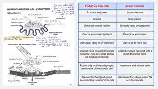 End-Plate Potential Action Potential
In motor end plate In sarcolemma
Graded Non graded
Does not spread rapidly Spreads rapid (propagates)
Can be summated (added) Cannot be summated
Does NOT obey all-or-none law Obeys all-or-none law
Doesn’t need to reach threshold
(is about -40) .any small stimuli
will produce response.
Doesn’t produce respond until it
reach threshold point
Found only on the postsynaptic
membrane of the muscle cell
In neurons and muscle cells
Caused by the ligand-gated
acetylcholine receptor channels
Maintained by voltage-gated Na
and K channels
 
