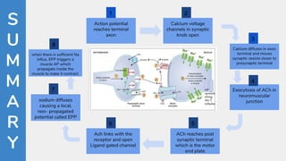 S
U
M
M
A
R
Y
Action potential
reaches terminal
axon
when there is sufﬁcient Na
inﬂux, EPP triggers a
muscle AP which
propagate inside the
muscle to make it contract.
sodium diffuses
causing a local,
non- propagated
potential called EPP
Ach links with the
receptor and open
Ligand gated channel
Calcium voltage
channels in synaptic
knob open
Calcium diffuses in axon
terminal and moves
synaptic vesicle closer to
presynaptic terminal
Exocytosis of ACh in
neuromuscular
junction
ACh reaches post
synaptic terminal
which is the motor
end plate
1 2
3
4
5
6
7
8
 