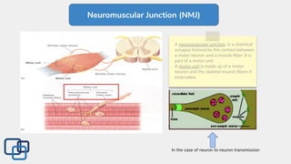Neuromuscular Junction (NMJ)
In the case of neuron to neuron transmission
A neuromuscular junction, is a chemical
synapse formed by the contact between
a motor neuron and a muscle ﬁber. It is
part of a motor unit.
A motor unit is made up of a motor
neuron and the skeletal muscle ﬁbers it
innervates.
 