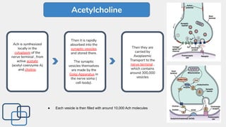 Acetylcholine
Ach is synthesized
locally in the
cytoplasm of the
nerve terminal , from
active acetate
(acetyl coenzyme A)
and choline.
Then it is rapidly
absorbed into the
synaptic vesicles
and stored there.
The synaptic
vesicles themselves
are made by the
Golgi Apparatus in
the nerve soma (
cell-body).
Then they are
carried by
Axoplasmic
Transport to the
nerve terminal ,
which contains
around 300,000
vesicles
● Each vesicle is then filled with around 10,000 Ach molecules
 