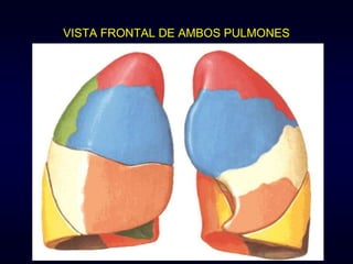 VISTA FRONTAL DE AMBOS PULMONES
 