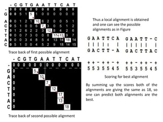 5. Global and Local Alignment Algorithms.pptx