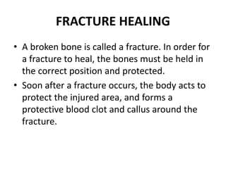FRACTURE HEALING
• A broken bone is called a fracture. In order for
a fracture to heal, the bones must be held in
the correct position and protected.
• Soon after a fracture occurs, the body acts to
protect the injured area, and forms a
protective blood clot and callus around the
fracture.
 