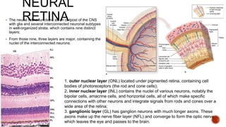 5. eye histology.pptx