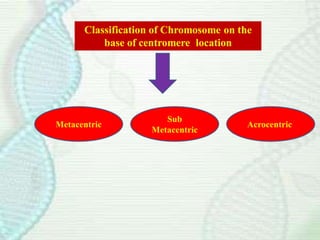 5. Architecture of chromosome.pdf