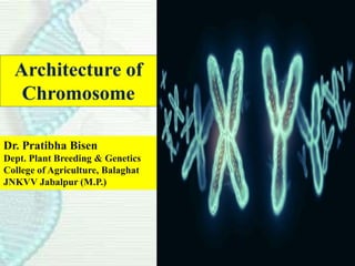 Architecture of
Chromosome
Dr. Pratibha Bisen
Dept. Plant Breeding & Genetics
College of Agriculture, Balaghat
JNKVV Jabalpur (M.P.)
 