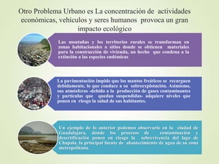 Otro Problema Urbano es La concentración de actividades
económicas, vehículos y seres humanos provoca un gran
impacto ecológico
Las montañas y los territorios rurales se transforman en
zonas habitacionales o sitios donde se obtienen materiales
para la construcción de vivienda, un hecho que condena a la
extinción a las especies endémicas
La pavimentación impide que los mantos freáticos se recarguen
debidamente, lo que conduce a su sobreexplotación. Asimismo,
sus atmósferas -debido a la producción de gases contaminantes
y partículas que quedan suspendidas- adquiere niveles que
ponen en riesgo la salud de sus habitantes.
Un ejemplo de lo anterior podemos observarlo en la ciudad de
Guadalajara, donde los procesos de contaminación y
desertificación ponen en riesgo la sobrevivencia del lago de
Chapala, la principal fuente de abastecimiento de agua de su zona
metropolitana.
 