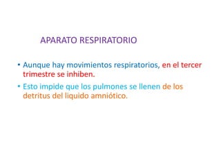 • Aunque hay movimientos respiratorios, en el tercer
trimestre se inhiben.
• Esto impide que los pulmones se llenen de los
detritus del liquido amniótico.
APARATO RESPIRATORIO
 