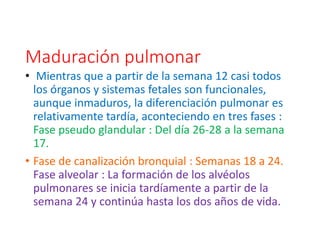 Maduración pulmonar
• Mientras que a partir de la semana 12 casi todos
los órganos y sistemas fetales son funcionales,
aunque inmaduros, la diferenciación pulmonar es
relativamente tardía, aconteciendo en tres fases :
Fase pseudo glandular : Del día 26-28 a la semana
17.
• Fase de canalización bronquial : Semanas 18 a 24.
Fase alveolar : La formación de los alvéolos
pulmonares se inicia tardíamente a partir de la
semana 24 y continúa hasta los dos años de vida.
 