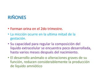 RIÑONES
• Forman orina en el 2do trimestre.
• La micción ocurre en la ultima mitad de la
gestación.
• Su capacidad para regular la composición del
liquido extracelular se encuentra poco desarrollada,
hasta varios meses después del nacimiento.
• El desarrollo anómalo o alteraciones graves de su
función, reducen considerablemente la producción
de liquido amniótico
 