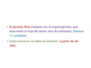 • El periodo fetal empieza con la organogénesis, que
dura hasta el final del tercer mes de embarazo. Semana
11 cumplida.
• Hasta entonces se habla de embrión, a partir de ahí
,feto.
 