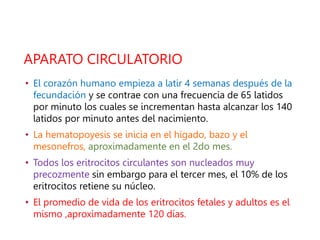 APARATO CIRCULATORIO
• El corazón humano empieza a latir 4 semanas después de la
fecundación y se contrae con una frecuencia de 65 latidos
por minuto los cuales se incrementan hasta alcanzar los 140
latidos por minuto antes del nacimiento.
• La hematopoyesis se inicia en el hígado, bazo y el
mesonefros, aproximadamente en el 2do mes.
• Todos los eritrocitos circulantes son nucleados muy
precozmente sin embargo para el tercer mes, el 10% de los
eritrocitos retiene su núcleo.
• El promedio de vida de los eritrocitos fetales y adultos es el
mismo ,aproximadamente 120 días.
 