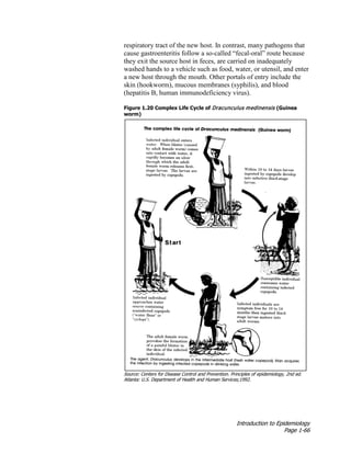 Introduction to Epidemiology
Page 1-66
respiratory tract of the new host. In contrast, many pathogens that
cause gastroenteritis follow a so-called “fecal-oral” route because
they exit the source host in feces, are carried on inadequately
washed hands to a vehicle such as food, water, or utensil, and enter
a new host through the mouth. Other portals of entry include the
skin (hookworm), mucous membranes (syphilis), and blood
(hepatitis B, human immunodeficiency virus).
Figure 1.20 Complex Life Cycle of Dracunculus medinensis (Guinea
worm)
Source: Centers for Disease Control and Prevention. Principles of epidemiology, 2nd ed.
Atlanta: U.S. Department of Health and Human Services;1992.
 