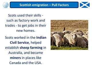 Scots used their skills -
such as factory work and
trades - to get jobs in their
new homes.
Scots worked in the Indian
Civil Service, helped
establish sheep farming in
Australia, and became
miners in places like
Canada and the USA.
Scottish emigration – Pull Factors
 