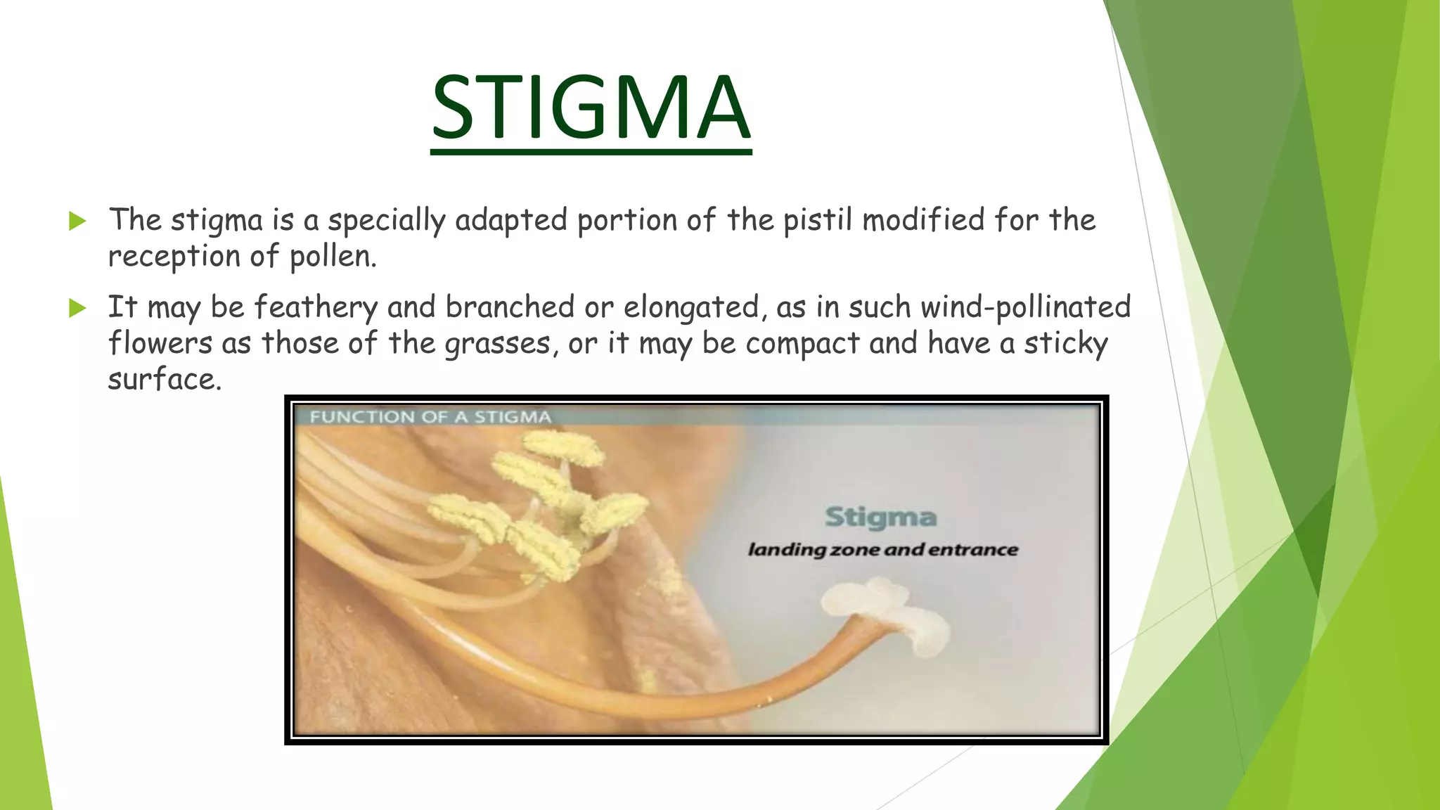 Angiosperm.pptx