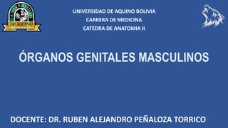 DOCENTE: DR. RUBEN ALEJANDRO PEÑALOZA TORRICO
UNIVERSIDAD DE AQUINO BOLIVIA
CARRERA DE MEDICINA
CATEDRA DE ANATOMIA II
ÓRGANOS GENITALES MASCULINOS
 