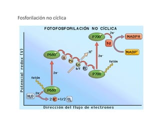 Fosforilación no cíclica
 