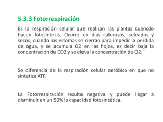5.3.3 Fotorrespiración
Es la respiración celular que realizan las plantas cuencdo
hacen fotosíntesis. Ocurre en días calurosos, soleados y
secos, cuando los estomas se cierran para impedir la perdida
de agua, y se acumula O2 en las hojas, es decir baja la
concentración de CO2 y se eleva la concentración de O2.
Se diferencia de la respiración celular aeróbica en que no
sintetiza ATP.
La Fotorrespiración resulta negativa y puede llegar a
disminuir en un 50% la capacidad fotosintética.
 