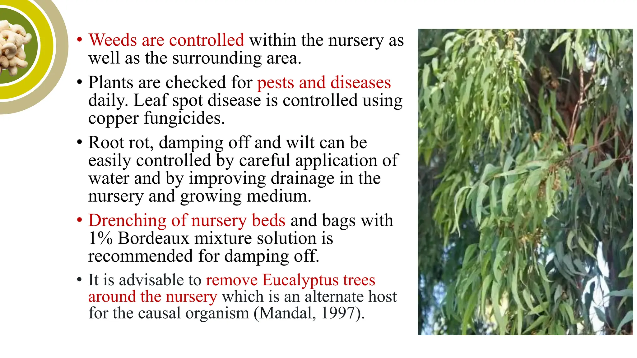 Cashew Propagation and Nursery Management | PDF