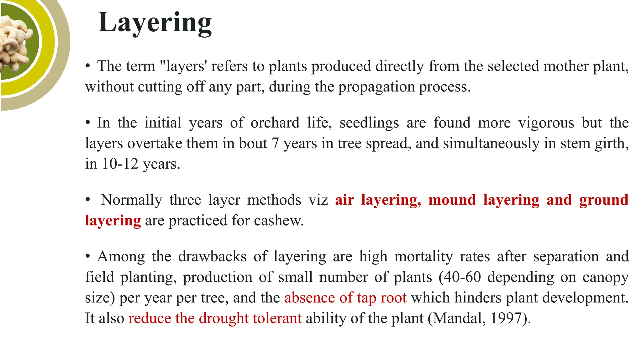 Cashew Propagation and Nursery Management | PDF