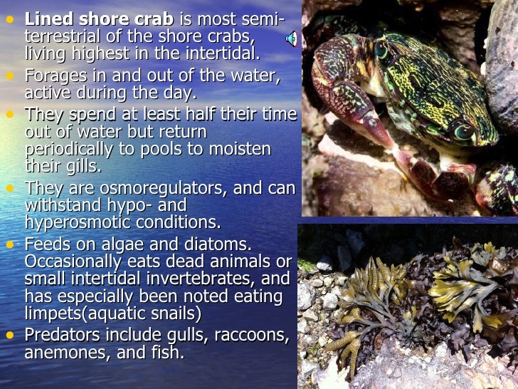 5 23 crabs’ niches in crab cove