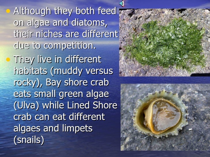 5 23 crabs’ niches in crab cove