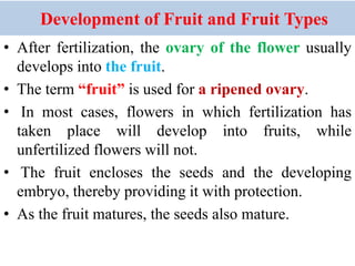 Development of Fruit and Fruit Types
• After fertilization, the ovary of the flower usually
develops into the fruit.
• The term “fruit” is used for a ripened ovary.
• In most cases, flowers in which fertilization has
taken place will develop into fruits, while
unfertilized flowers will not.
• The fruit encloses the seeds and the developing
embryo, thereby providing it with protection.
• As the fruit matures, the seeds also mature.
 