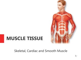 1 /
MUSCLE TISSUE
Skeletal, Cardiac and Smooth Muscle
 