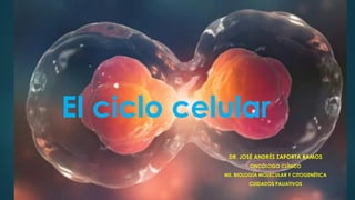 El ciclo celular
DR. JOSÉ ANDRÉS ZAPORTA RAMOS
ONCÓLOGO CLÍNICO
MS. BIOLOGÍA MOLECULAR Y CITOGENÉTICA
CUIDADOS PALIATIVOS
 