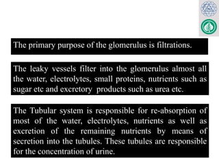 The primary purpose of the glomerulus is filtrations.
The leaky vessels filter into the glomerulus almost all
the water, electrolytes, small proteins, nutrients such as
sugar etc and excretory products such as urea etc.
The Tubular system is responsible for re-absorption of
most of the water, electrolytes, nutrients as well as
excretion of the remaining nutrients by means of
secretion into the tubules. These tubules are responsible
for the concentration of urine.
 