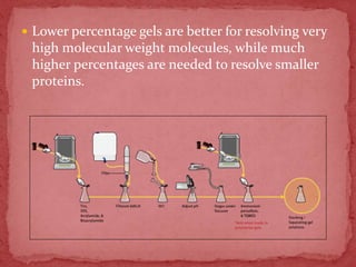  Lower percentage gels are better for resolving very
high molecular weight molecules, while much
higher percentages are needed to resolve smaller
proteins.
 