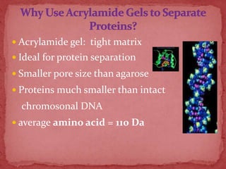  Acrylamide gel: tight matrix
 Ideal for protein separation
 Smaller pore size than agarose
 Proteins much smaller than intact
chromosonal DNA
 average amino acid = 110 Da
 