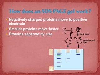 Negatively charged proteins move to positive
electrode
 Smaller proteins move faster
 Proteins separate by size
-
+
s-s
SDS, heat
proteins with
SDS
 
