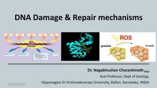DNA Damage & Repair mechanisms
Dr. Nagabhushan CharantimathPhD
Asst Professor, Dept of Zoology,
Vijayanagara Sri Krishnadevaraya University, Ballari, Karnataka, INDIA
2/22/2024 1
 