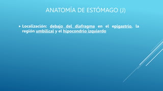 ANATOMÍA DE ESTÓMAGO (J)
 Localización: debajo del diafragma en el epigastrio, la
región umbilical y el hipocondrio izquierdo
 