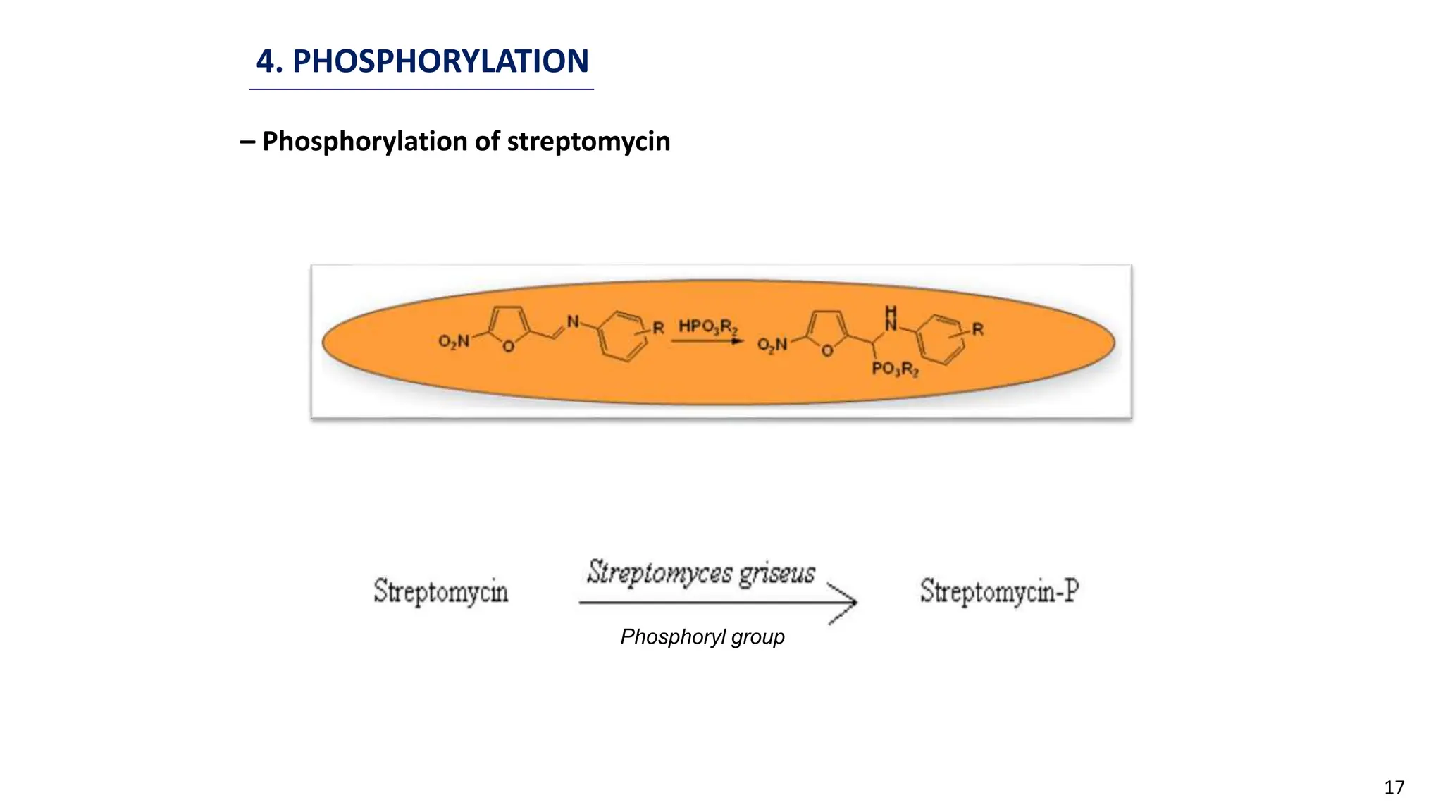 17
4. PHOSPHORYLATION
– Phosphorylation of streptomycin
Phosphoryl group
 