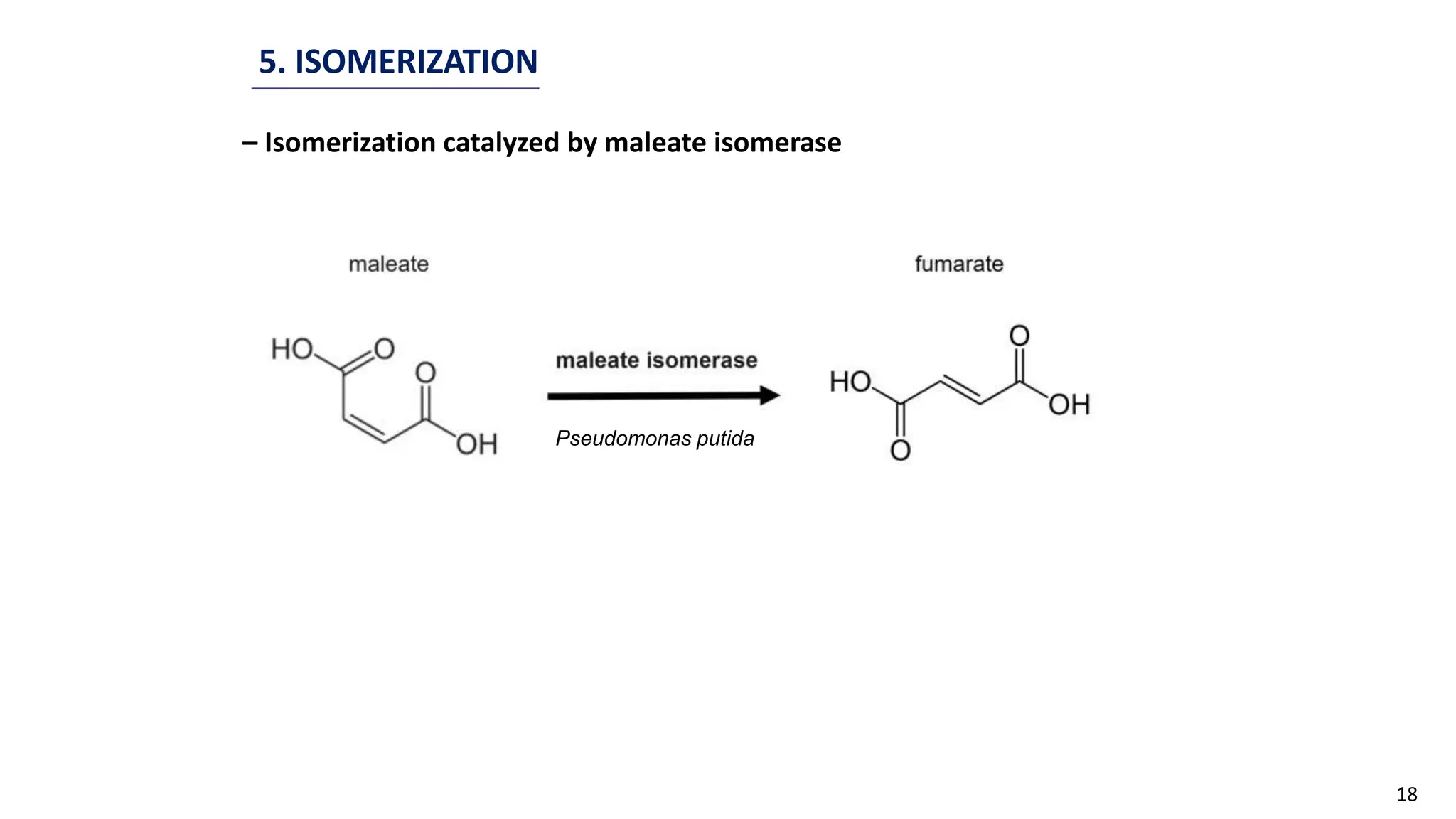 18
5. ISOMERIZATION
– Isomerization catalyzed by maleate isomerase
Pseudomonas putida
 