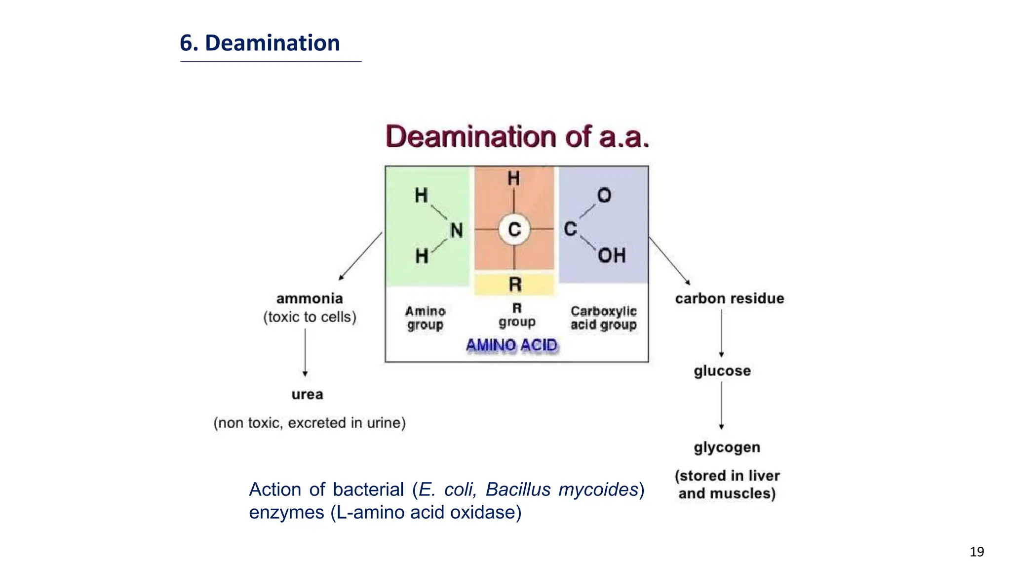 19
6. Deamination
Action of bacterial (E. coli, Bacillus mycoides)
enzymes (L-amino acid oxidase)
 